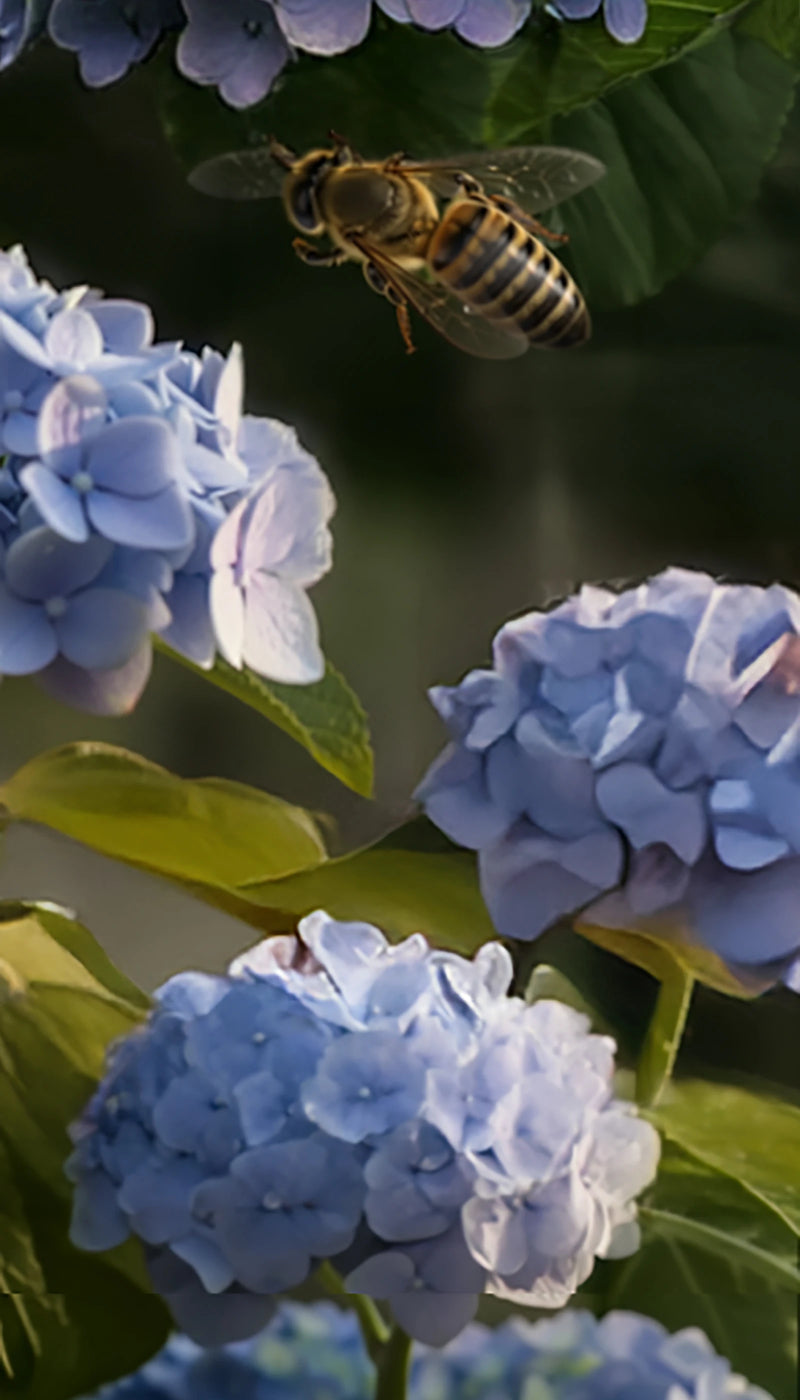 Just Bee